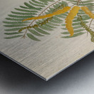 Mimosa [Acacia caffra] 1817 Metal print