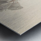 Arnica [Oldenburgia grandis] 1817 Impression metal