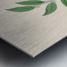 Rhamnus [Curtisia dentata] 1817 Metal print