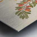 Loranthus N. Sp. [Moquiniella rubra] 1817 Metal print