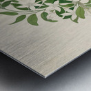 Jasminum angulare 1817 Metal print