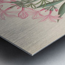 Ceropegia or Echites [Pachypodium succulentum] 1817 Metal print