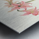 Amaryllis Stilosa 1834 Metal print