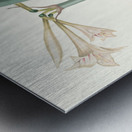 Amaryllis Harrisoni 1834 Metal print