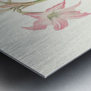 Amaryllis Steilatafolia 1834 Metal print