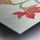 Amryllis Platypetala. 1834 Metal print