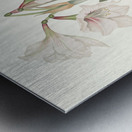 Amaryllis Picta. 1834 Impression metal