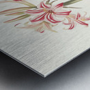 Ameryllis Superba Vittata 1834 Metal print