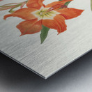Amaryllis Equestris Major 1834 Metal print