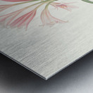 Amaryllis Longifolia Glauca 1834 Metal print