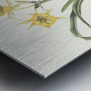 Pancratium Amancaes 1834 Metal print