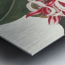 Crinium Augustum. [Queen Emma] 1834 Impression metal