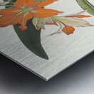 Amaryllis Fulgida 1834 Metal print