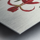 Amaryllis Formosissima. 1834 Impression metal