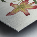 Amaryllis Psittacina 1834 Metal print