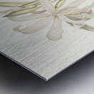 Amaryllis Aulica 1834 Metal print