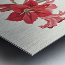 Amaryllis Johnsoni. 1834 Metal print