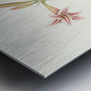 Amaryllis Vittata Minor 1834 Metal print