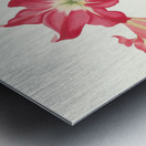 Amaryllis Solandriflora Var. Or Amaryllis Johnsoni 1834 Metal print