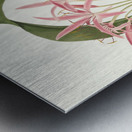 Crinum Cruentum 1834 Metal print