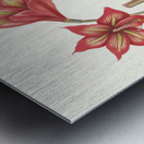 Amaryllis Correiensis. 1834 Metal print