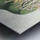 Crinum Declinatum 1834 Metal print