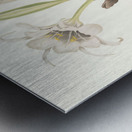 Pancratium Calathinum. 1834 Metal print