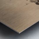 Buffalo Dance Metal print