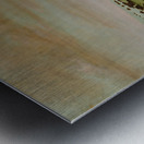 Buffalo Bulls in a Wallow 1837-1839 Metal print