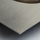 Wounded Buffalo Bull 1844 Metal print