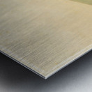 Buffalo Hunt White Wolves Attacking Buffalo Bull 1844  Metal print