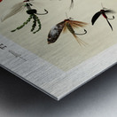 Trout Flies  Metal print