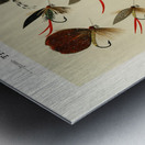 Trout Flies  Metal print