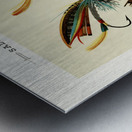 Salmon Flies Metal print