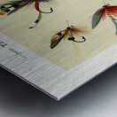 Trout Flies  Metal print