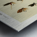 Trout Flies  Metal print