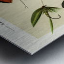 Lake Flies  Metal print