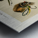 Bass Flies  Metal print