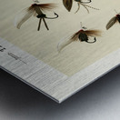 Trout Flies  Metal print