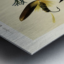 Bass Flies  Metal print