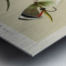 Bass Flies  Metal print