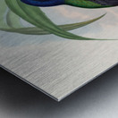 John Gould trogons 019 Metal print