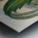 John Gould trogons 027 Metal print