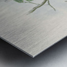 John Gould trogons 036 Metal print