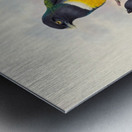 John Gould trogons 045 Metal print