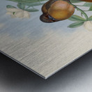 John Gould trogons 013 Metal print