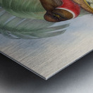 John Gould trogons 005 Metal print