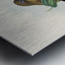 John Gould trogons 022 Metal print