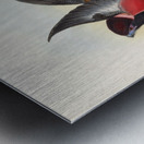 John Gould trogons 034 Metal print