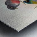 John Gould trogons 042 Metal print